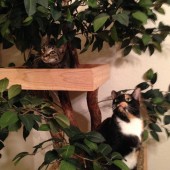 peanut and dakota